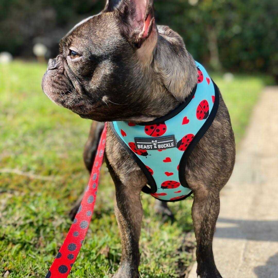 Reversible Dog Harness N907680