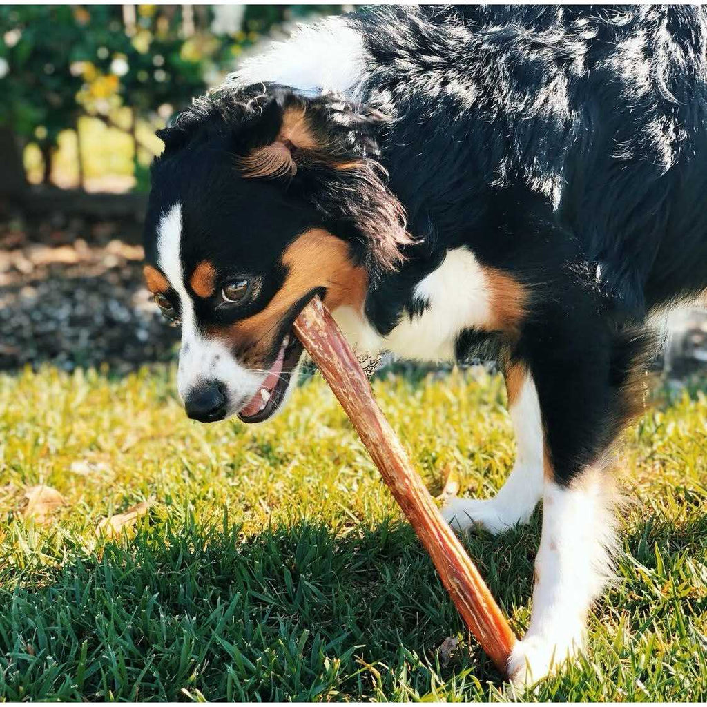 Natural Beef Bully Sticks for Dogs C3189