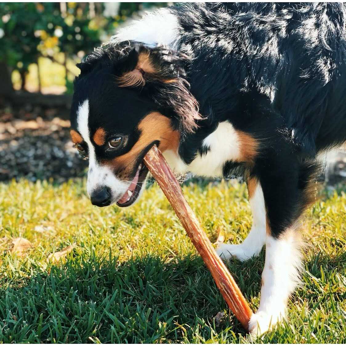 Natural Beef Bully Sticks for Dogs C3189