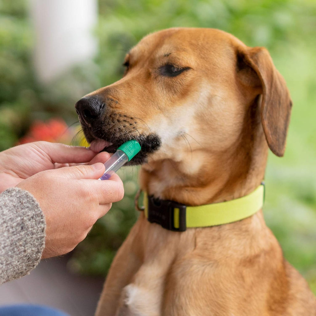 Dog DNA Test Breed Identification Kit J603