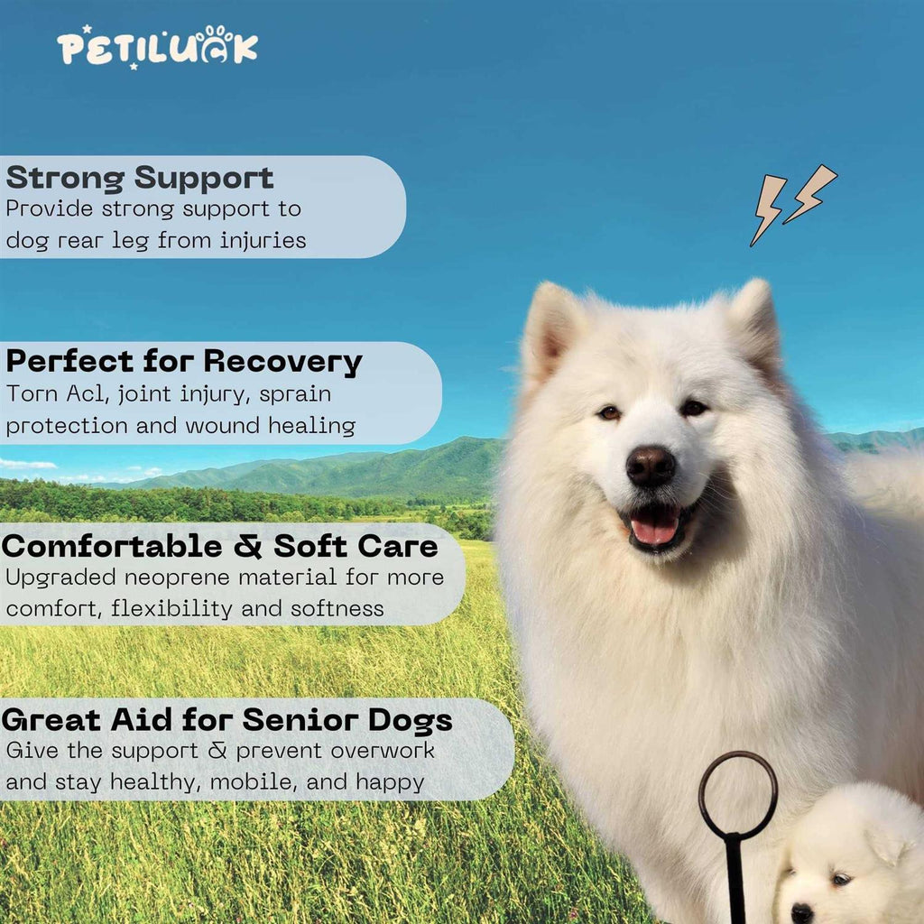 Waterproof Dog Rear Leg Hock Joint Wrap G77024
