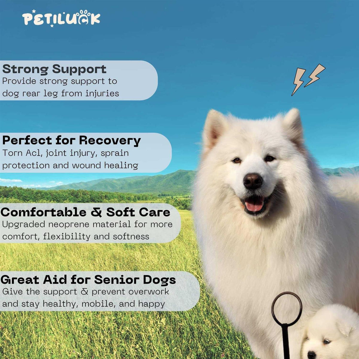 Waterproof Dog Rear Leg Hock Joint Wrap G77024