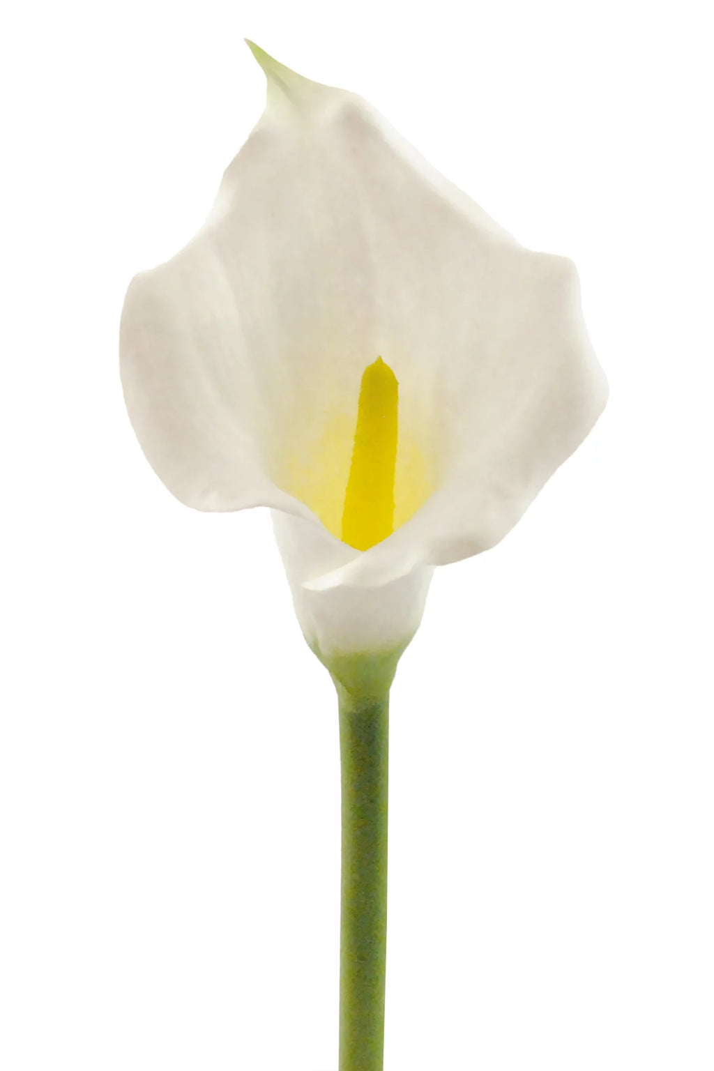 Set of 3 White Artificial Calla Lilies 26" O235