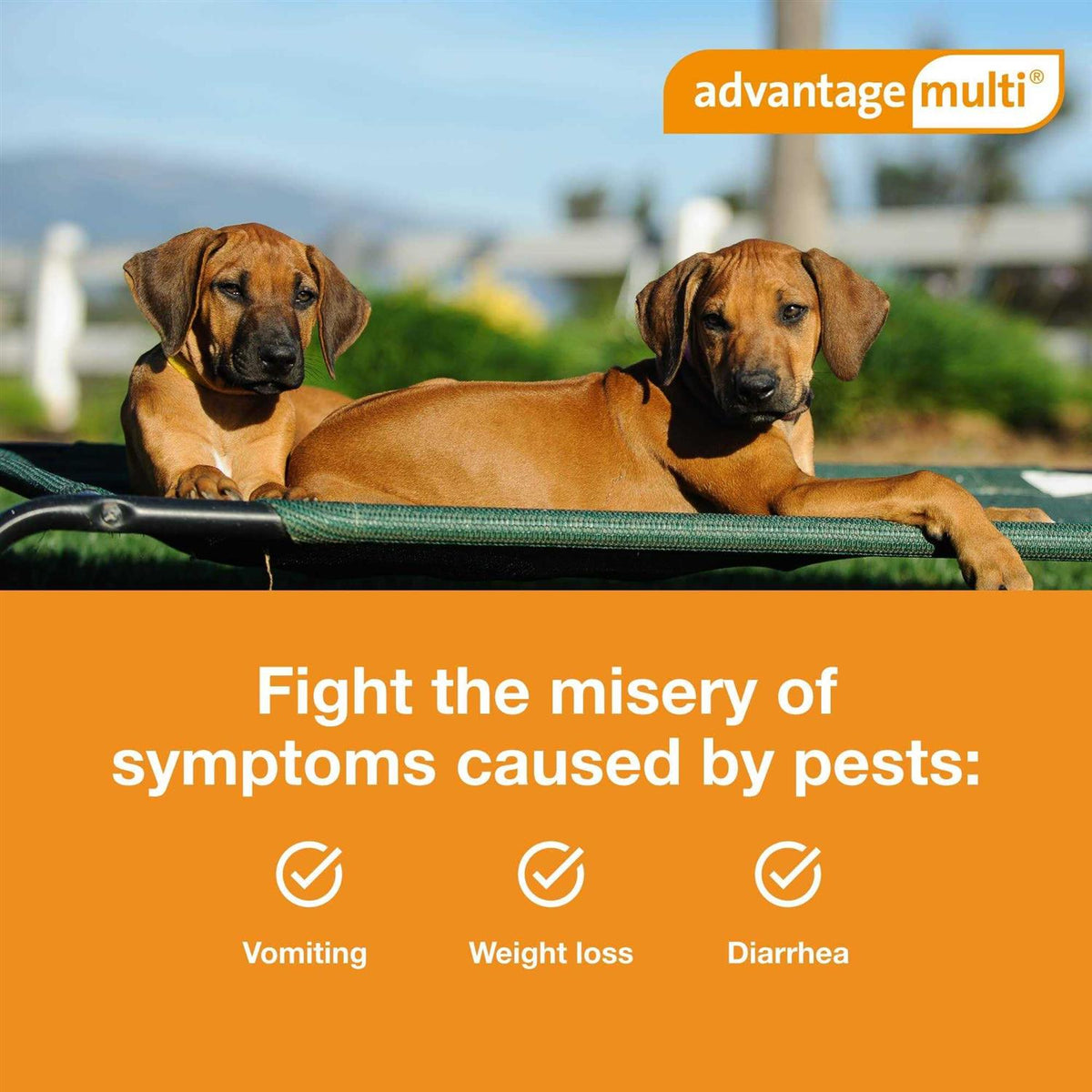 Advantage Multi for Dogs U77313