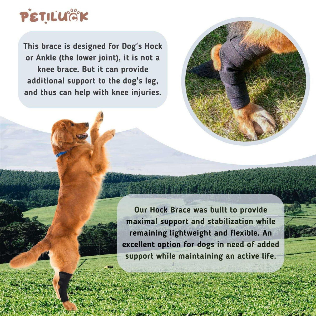 Waterproof Dog Rear Leg Hock Joint Wrap G77024