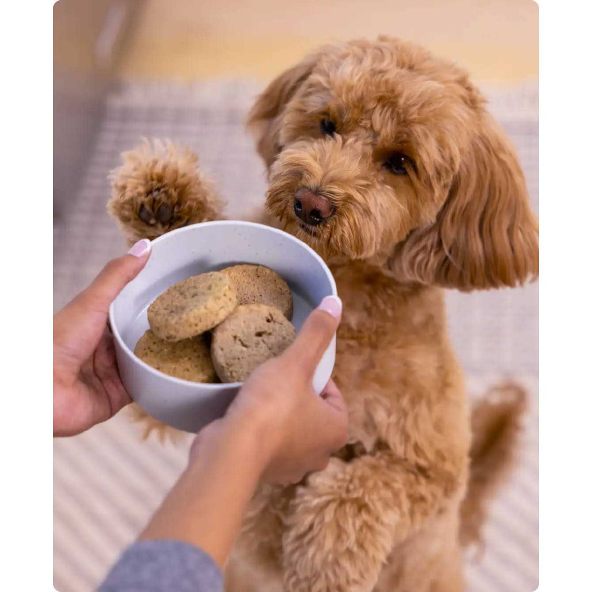 Freeze Dried Raw Dog Food D72307